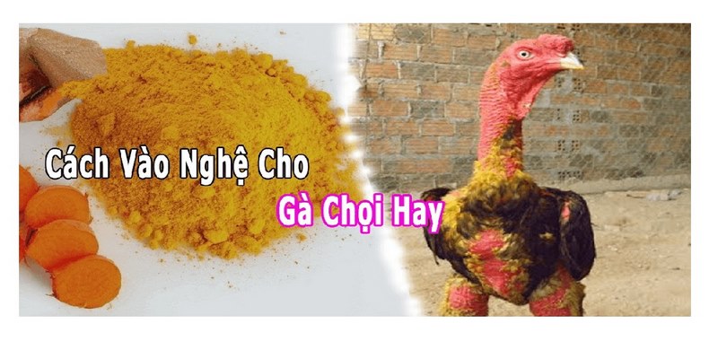 Cách Vào Nghệ Gà Chọi Giúp Gà Khỏe Mạnh Đẹp Da Cho Các Sư Kê 6 Cách vào nghệ gà chọi