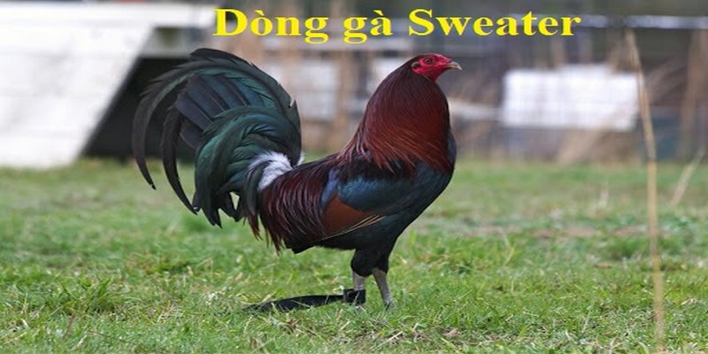 Dòng Gà Sweater - Giống Chiến Kê Thần Đá Hay Đẳng Cấp Nhất 5 Dòng Gà Sweater